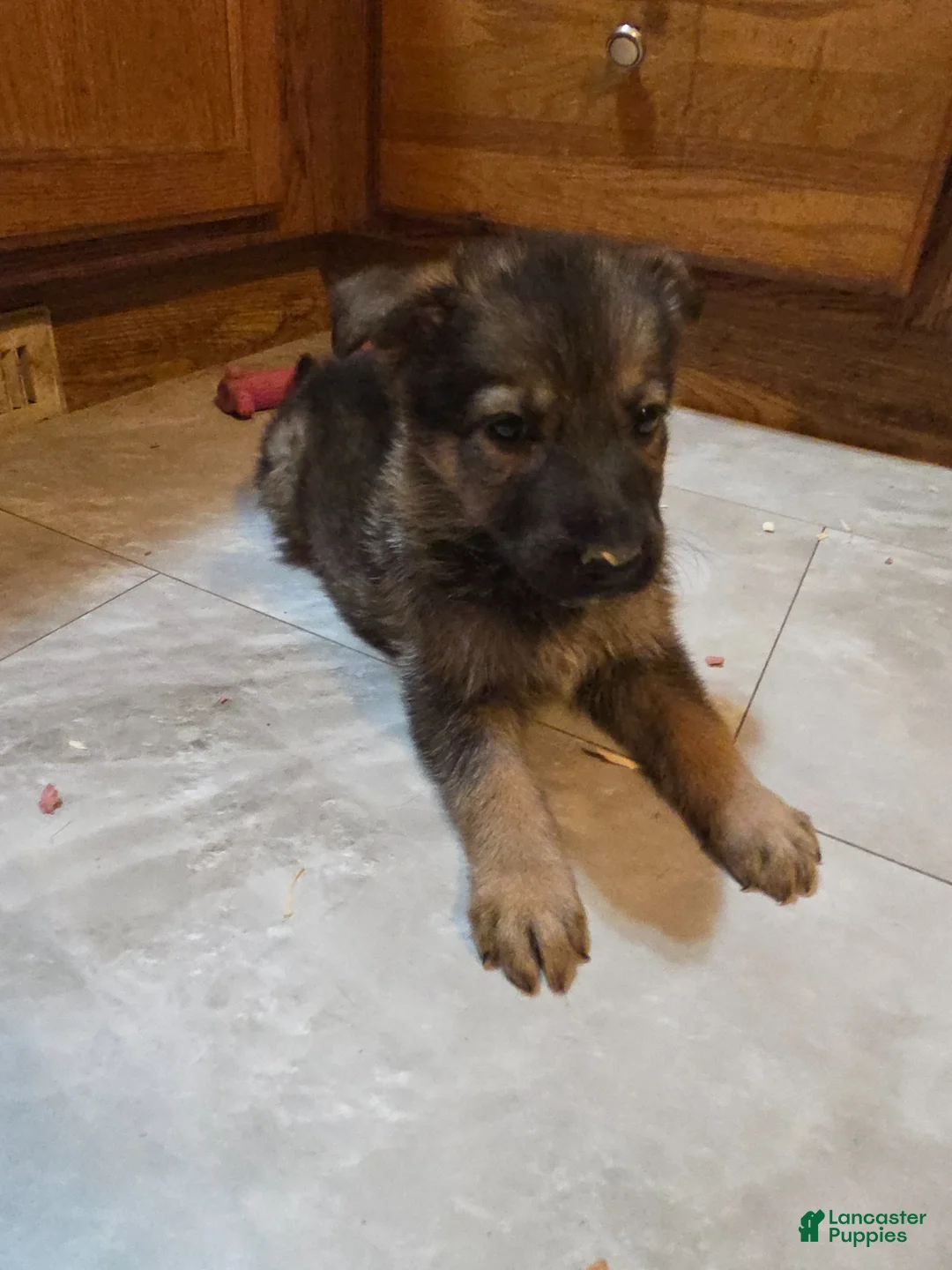 Golden Shepherd dogs for sale: German Shepherd Puppy 5 - Ad 1