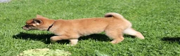 Shiba Inu dogs for sale: Tootsie - Ad 3