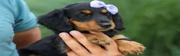 Miniature Dachshund dogs for sale: Sage 🐶 - Ad 8