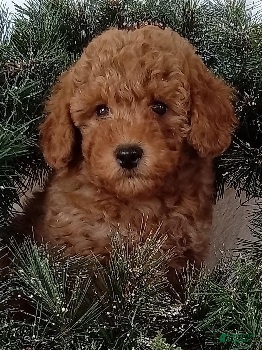 Gallery Image {{count}}