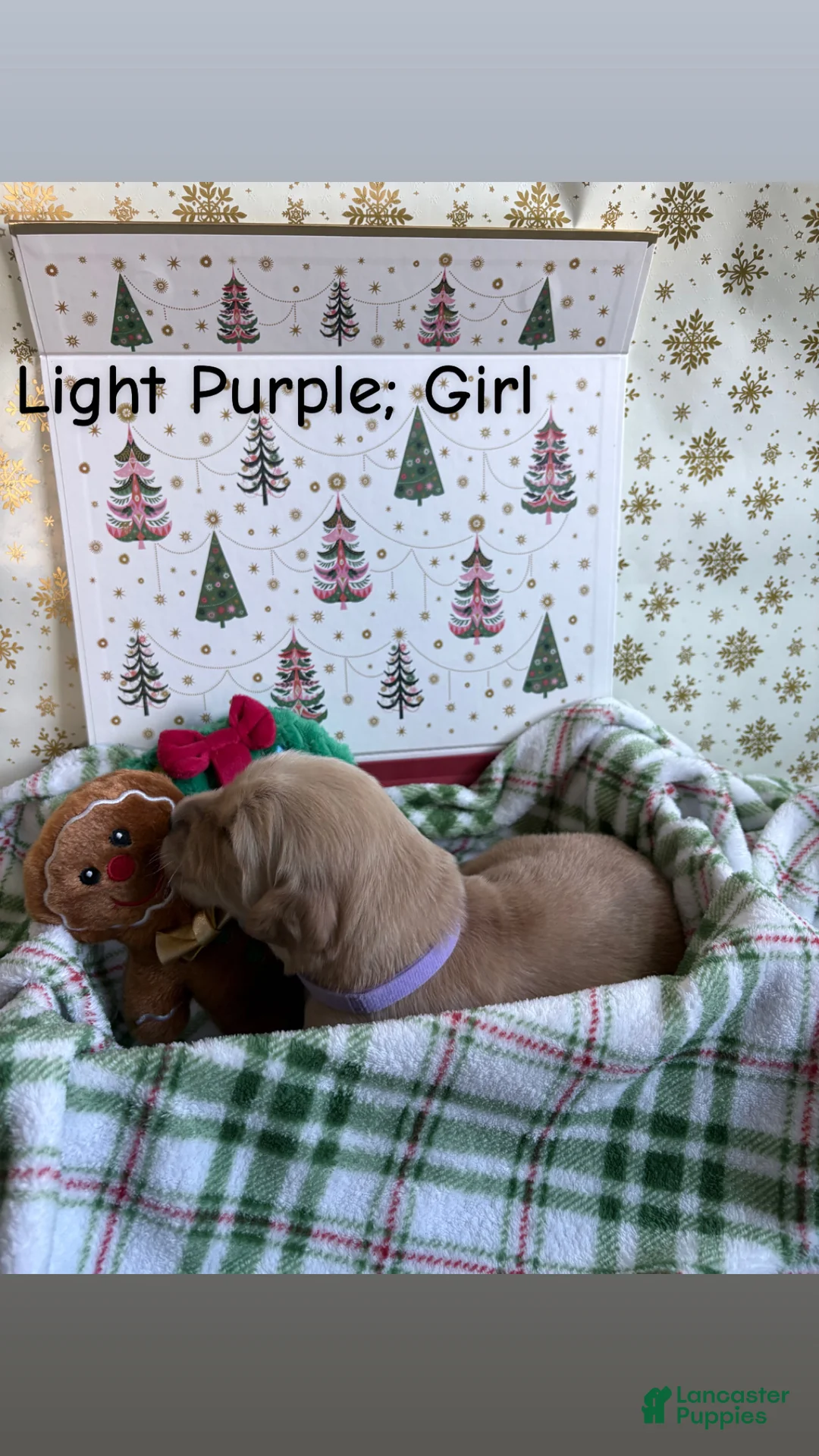 Golden Retriever dogs for sale: Golden Retriever 7 - Ad 2