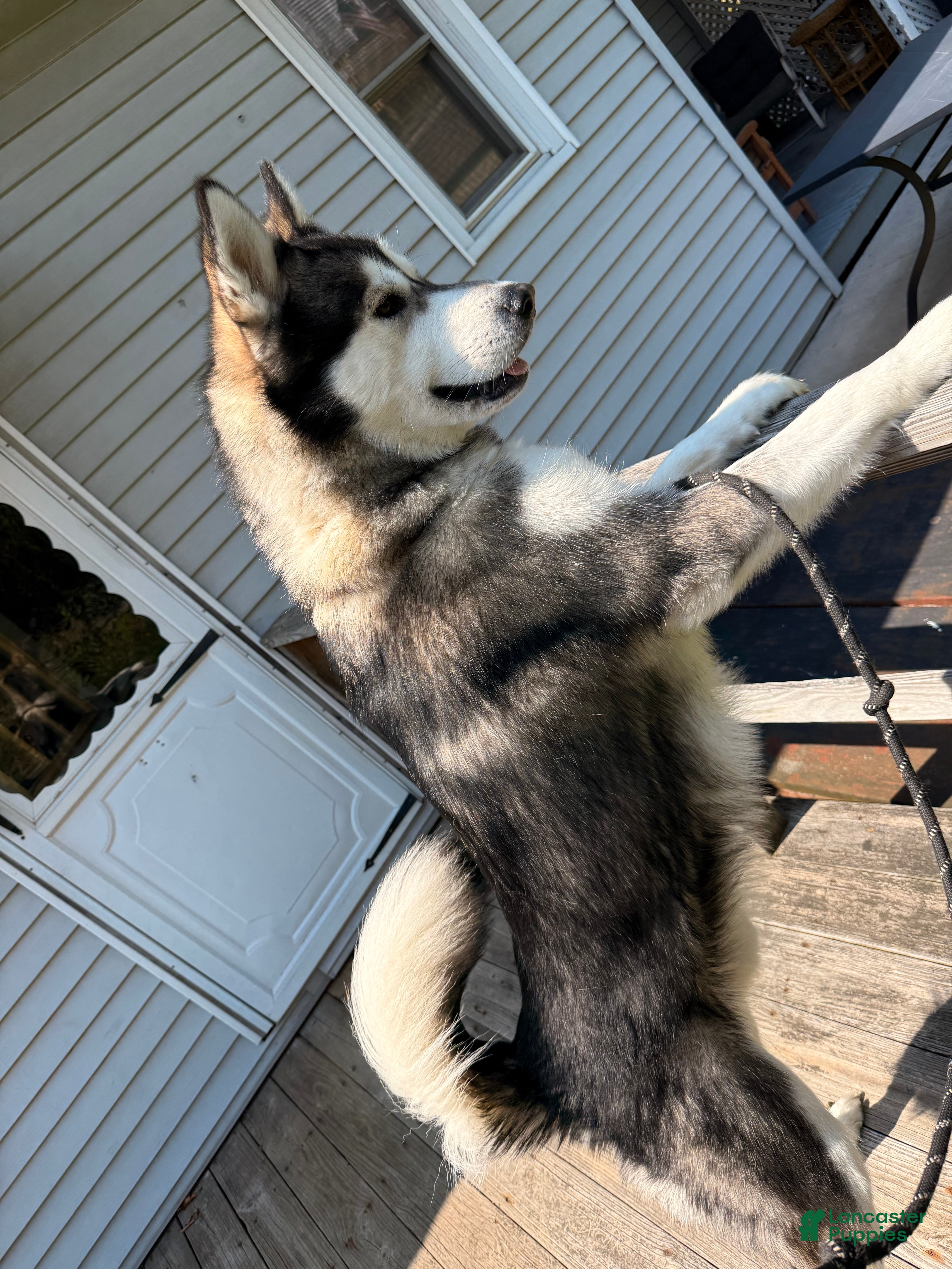 Alaskan Malamute dogs Alaskan Malamute 1 - Ad 4