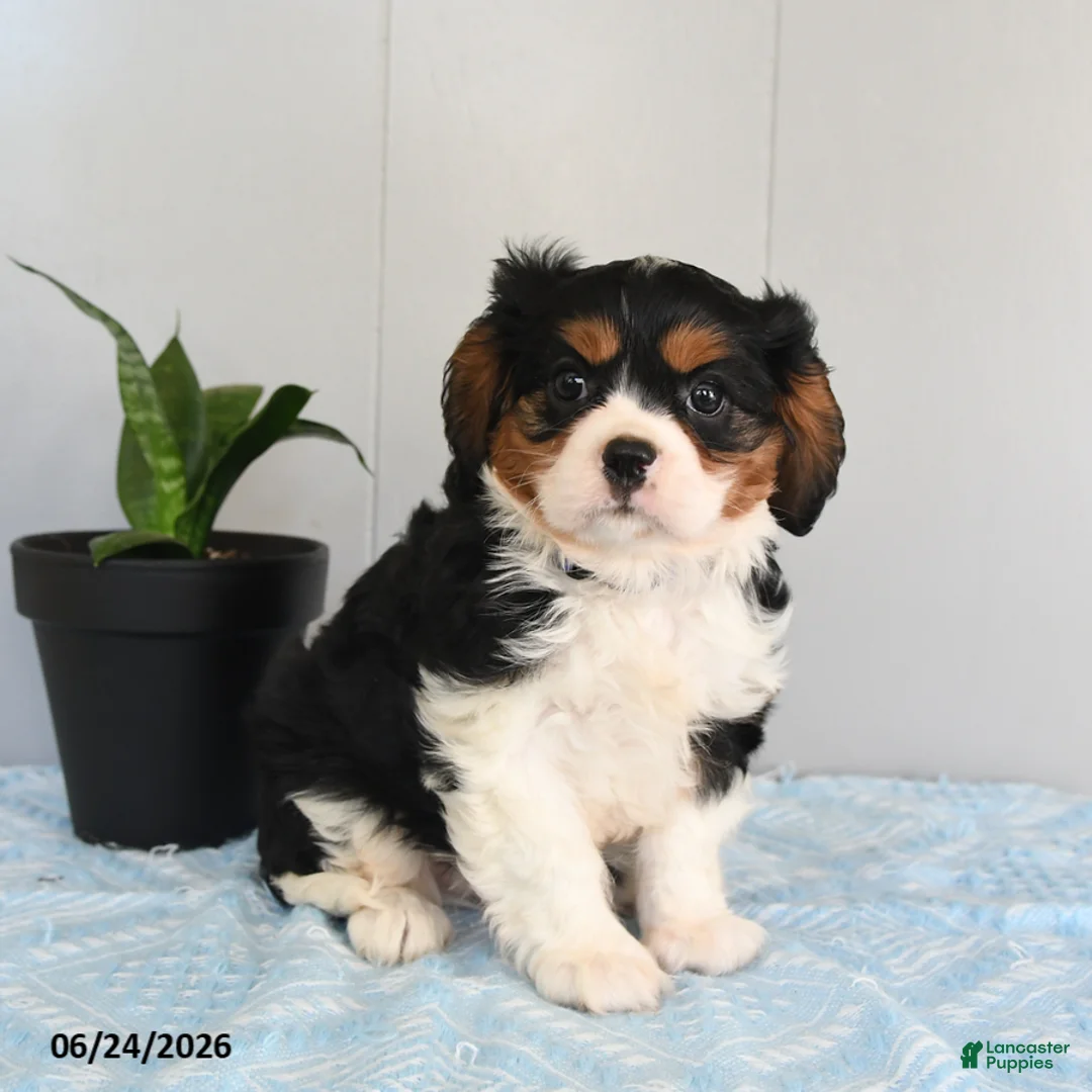 Cavalier King Charles Spaniel dogs for sale: Sunny  - Ad 1