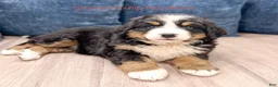 Bernese Mountain Dog dogs for sale: Cammie - Ad 1