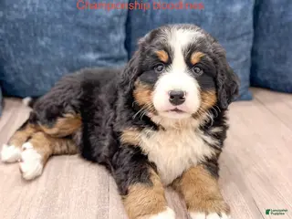 Bernese Mountain Dog dogs for sale: Cammie - Ad 1