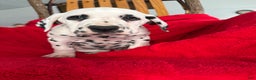Dalmatian dogs for sale: Trinity - Ad 5
