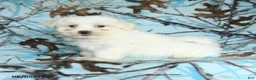 Maltese dogs for sale: Ivan - Ad 3