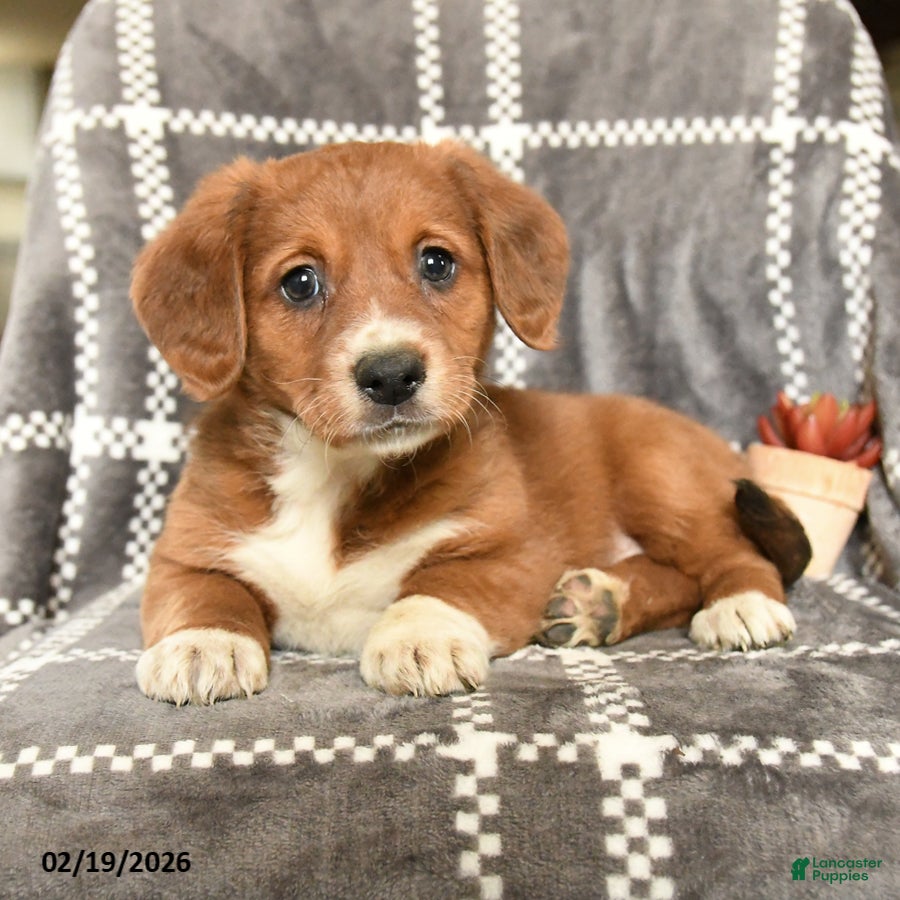 Mixed Breed dogs Queenie - Ad 1
