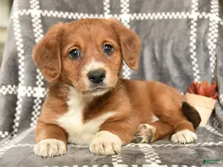 Mixed Breed dogs for sale: Queenie - Ad 4