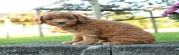 Mini Goldendoodle dogs for sale: Baldwin - Ad 3
