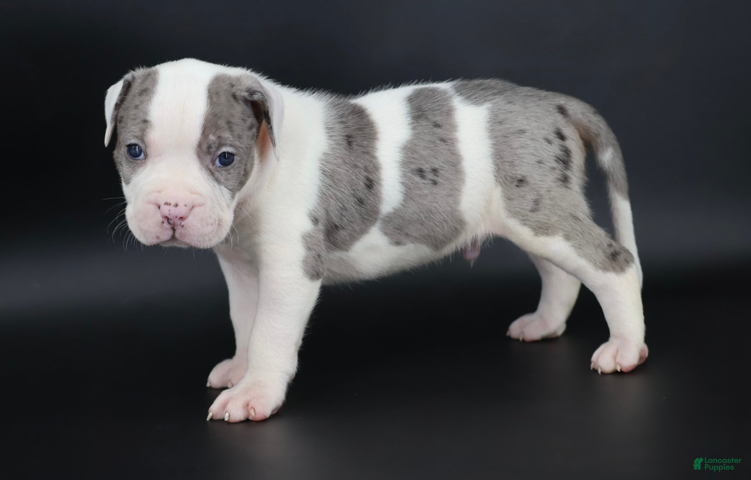 American Bully dogs Hercules - XL - ABKC - Ad 1