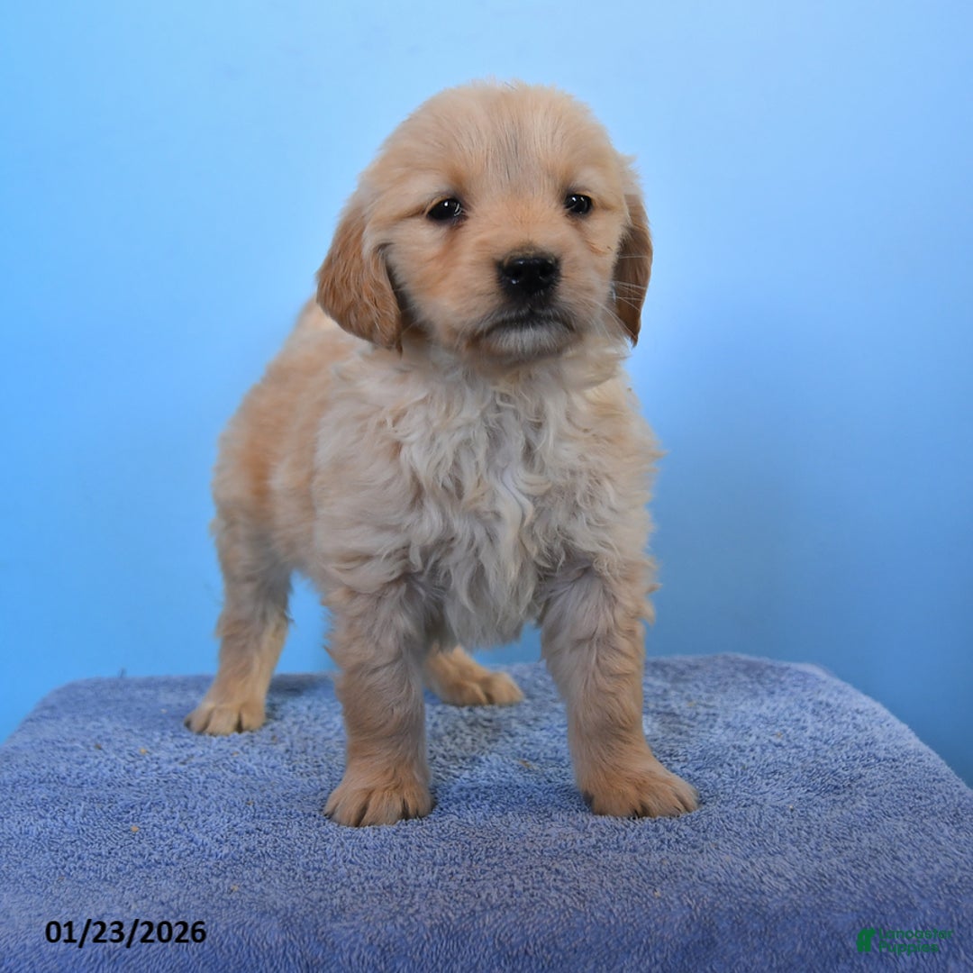 Golden Retriever dogs for sale: Ollie - Ad 2
