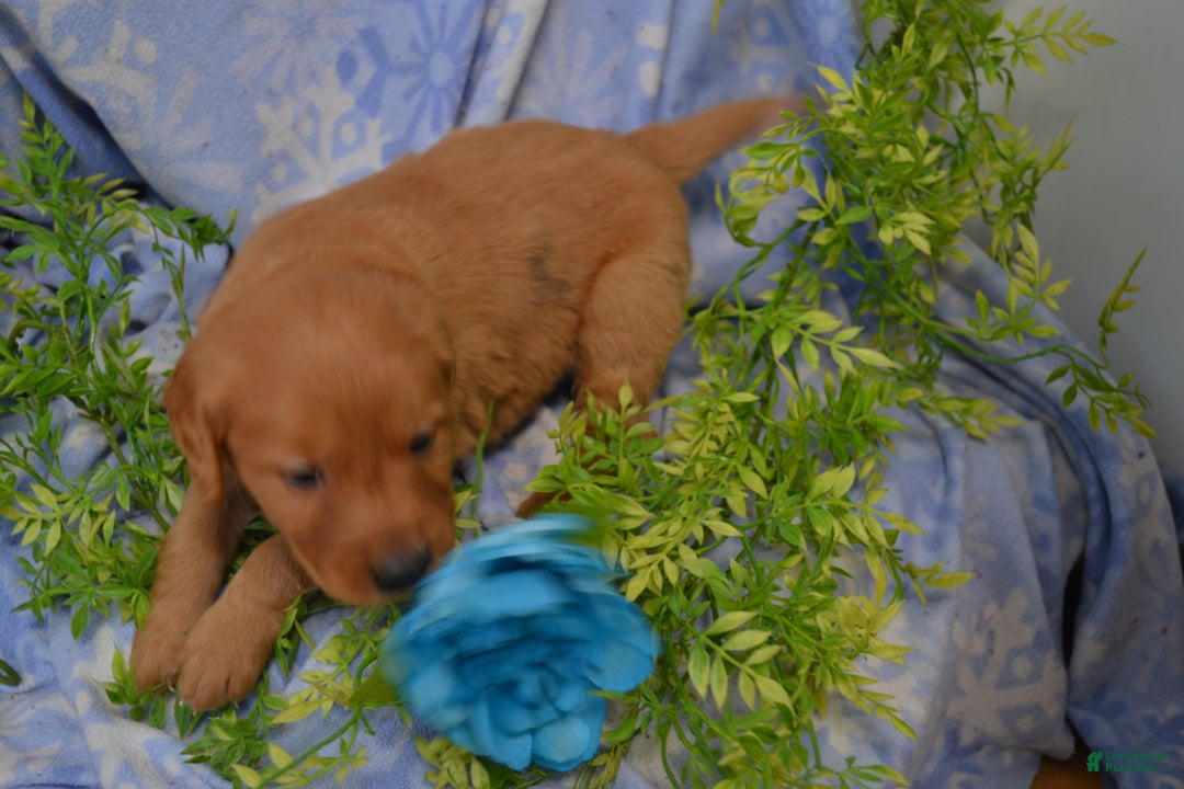 Golden Retriever dogs for sale: Archie - Ad 2
