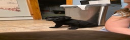 Labrador Retriever dogs for sale: Dancer - Ad 7