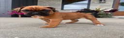 Boxer dogs for sale: Bruiser - Ad 3