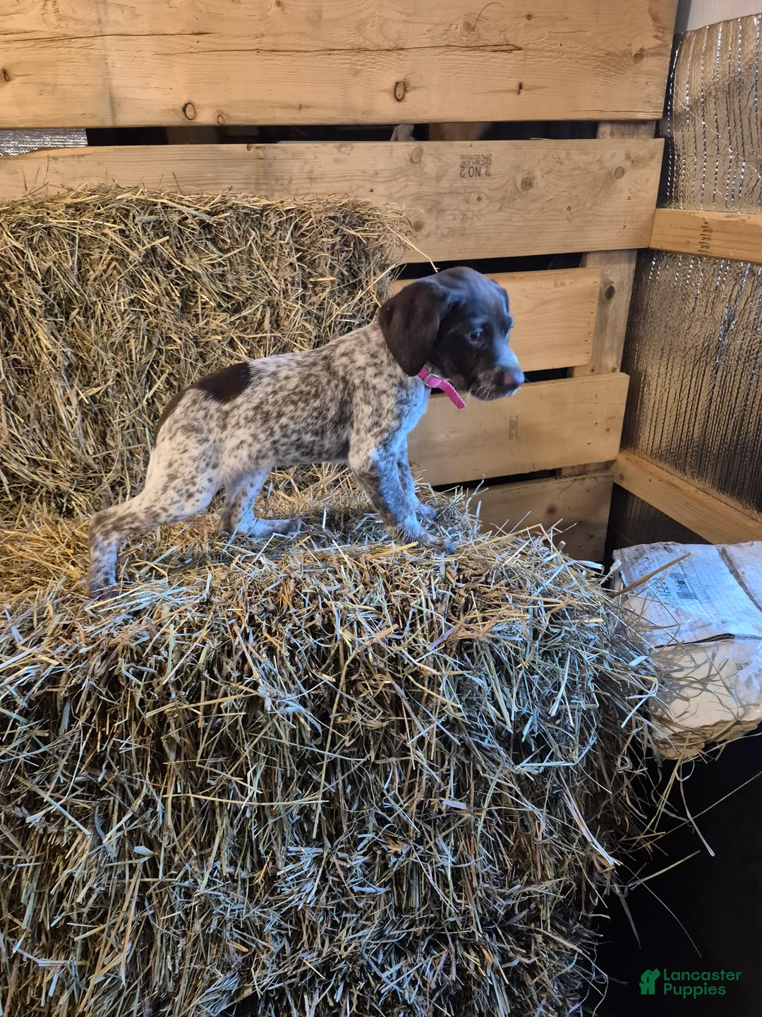 German Shorthaired Pointer dogs for sale: Ava - Ad 1
