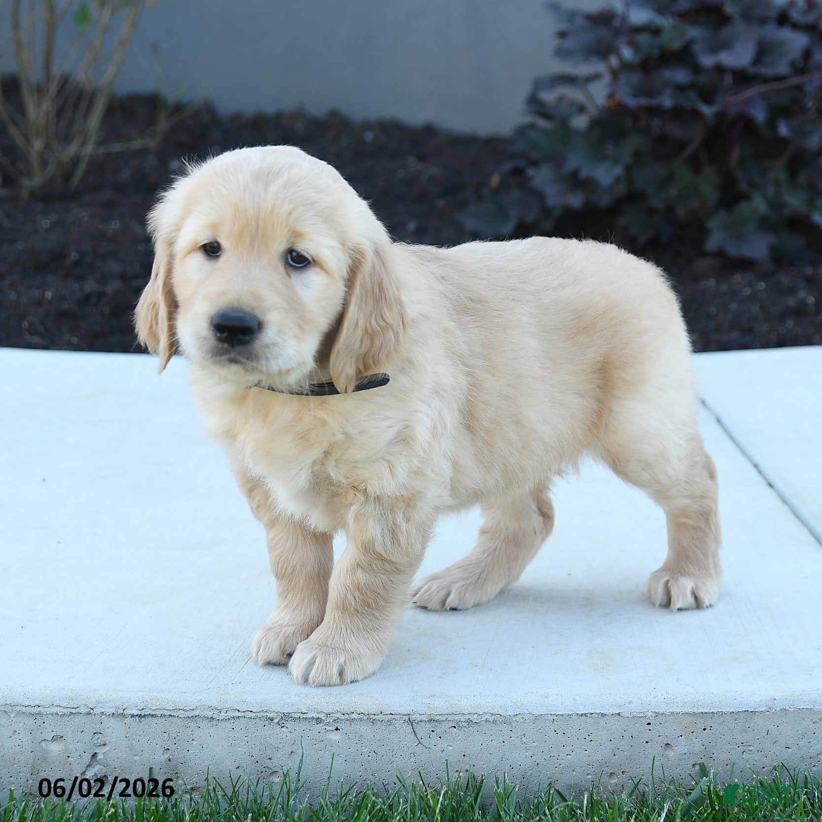 Golden Retriever dogs Wanda - Ad 1