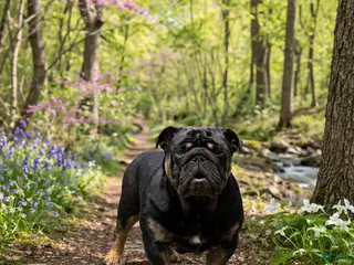 English Bulldog dogs Batman - Ad 2