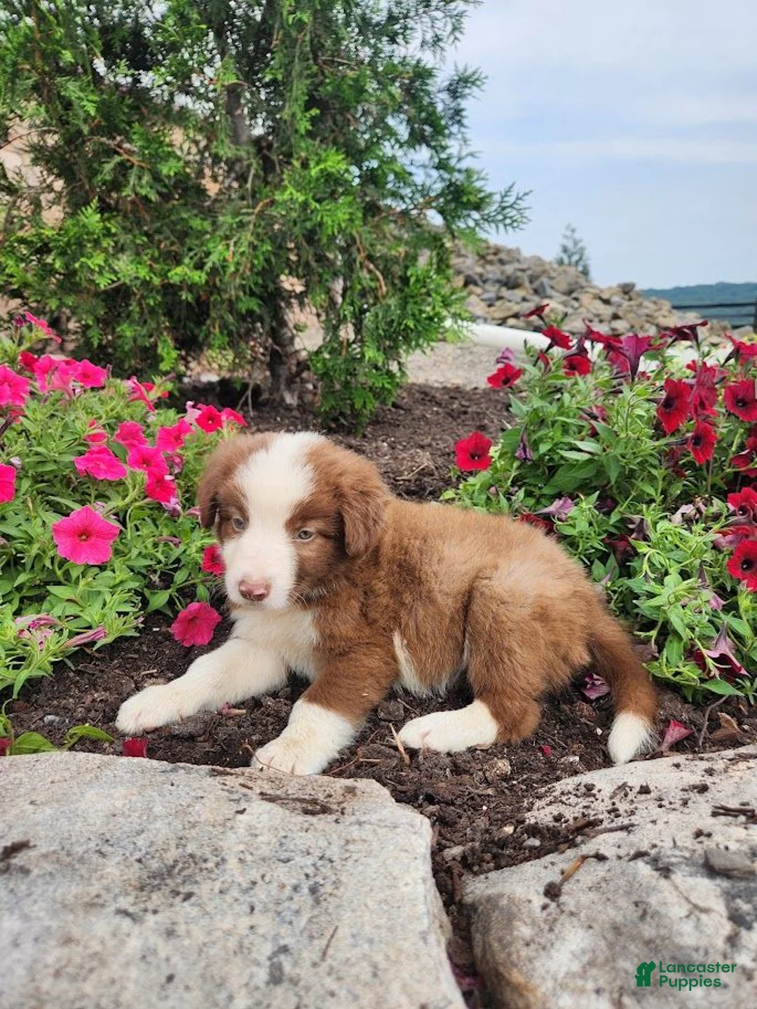 Border Collie dogs for sale: Jeffrey - Ad 4