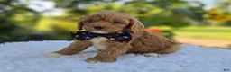 Cavapoo dogs for sale: Randy - Ad 4