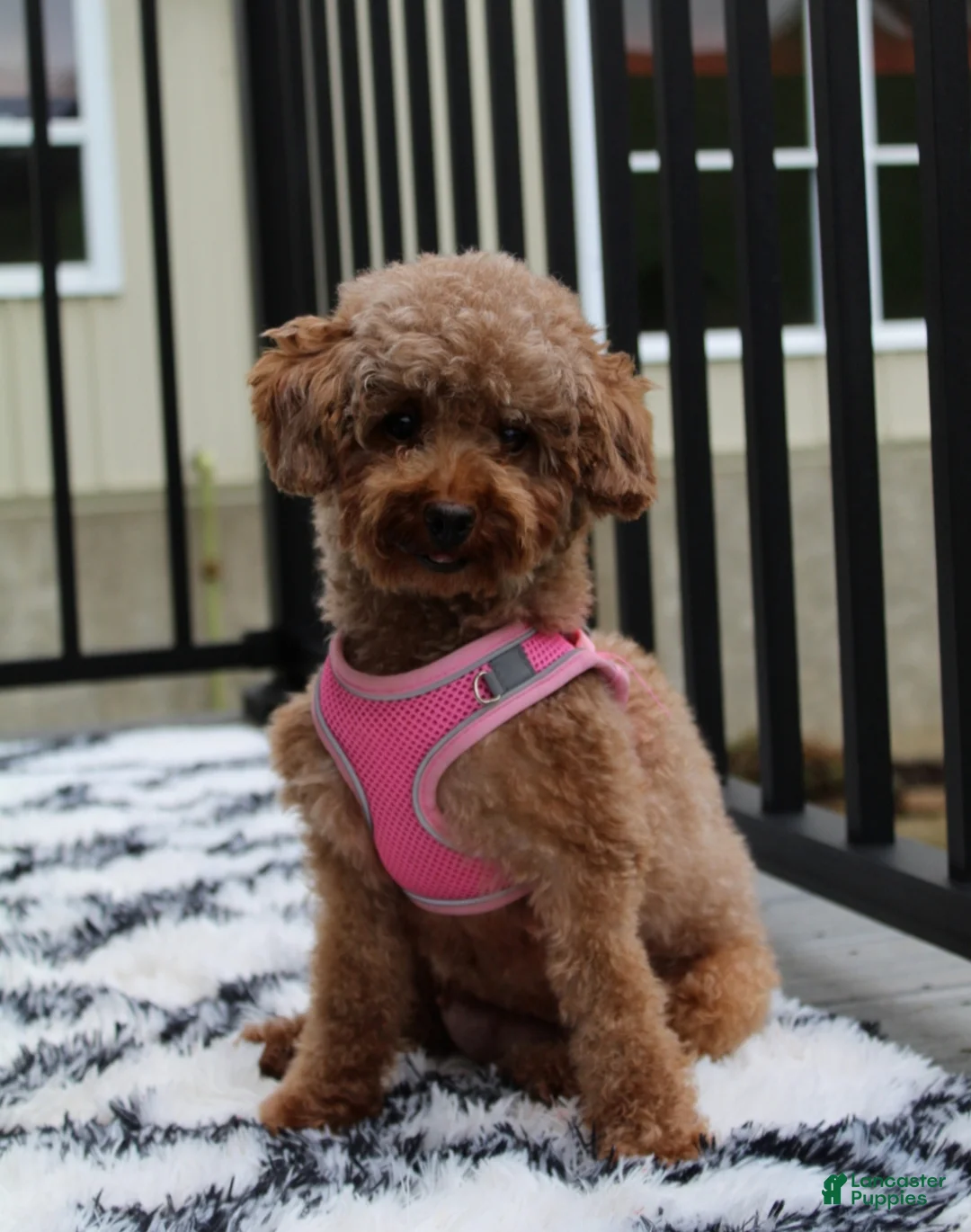 Toy Poodle dogs for sale: Mia - Ad 12