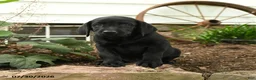 Labrador Retriever dogs for sale: Bronco - Ad 1