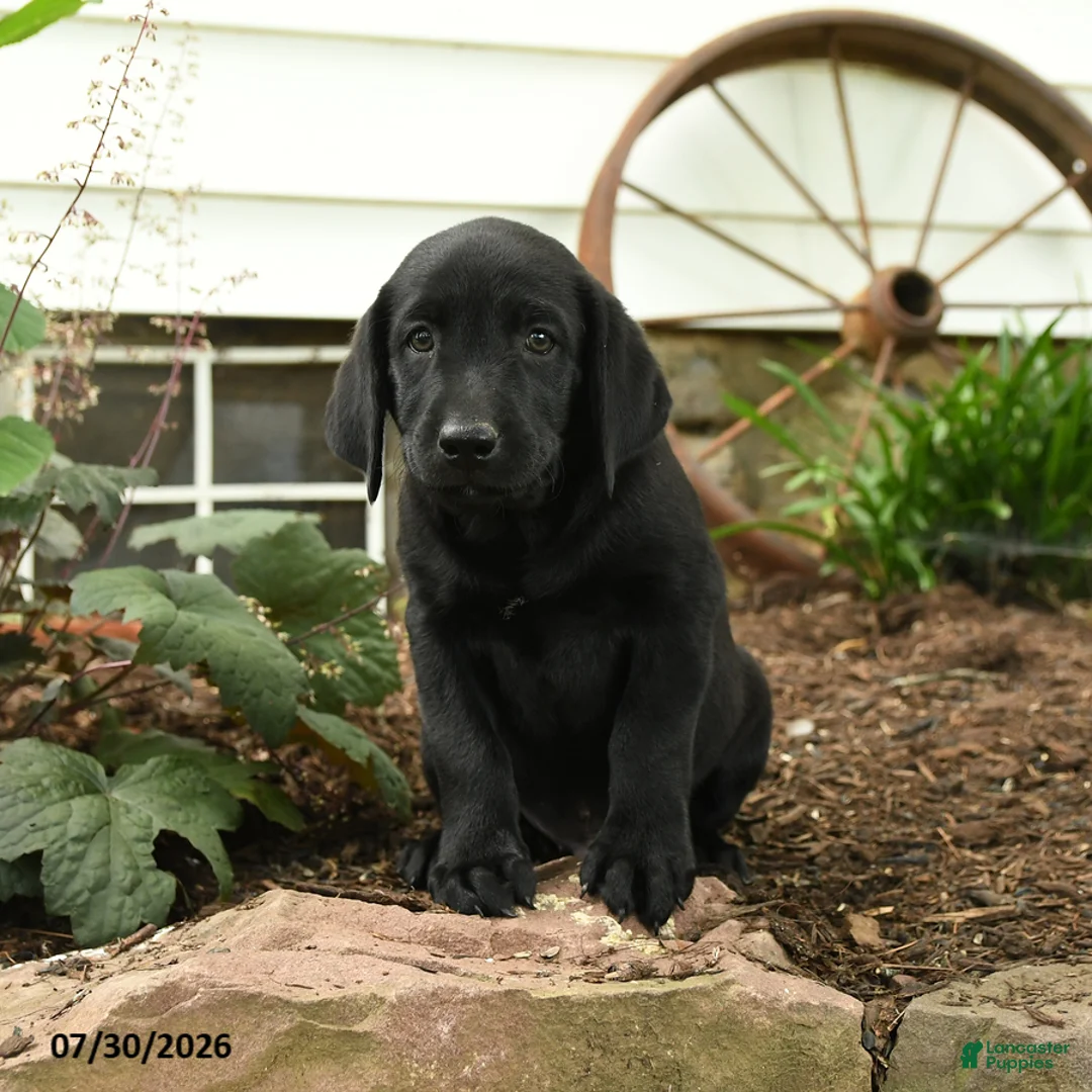 Labrador Retriever dogs for sale: Bronco - Ad 1