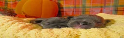 Frenchton dogs for sale: Willow - Ad 4