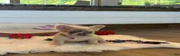 French Bulldog dogs for sale: Daisy - Ad 3
