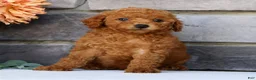 Miniature Poodle dogs for sale: Nic - Ad 9