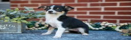 Chihuahua dogs for sale: Pansy - Ad 3