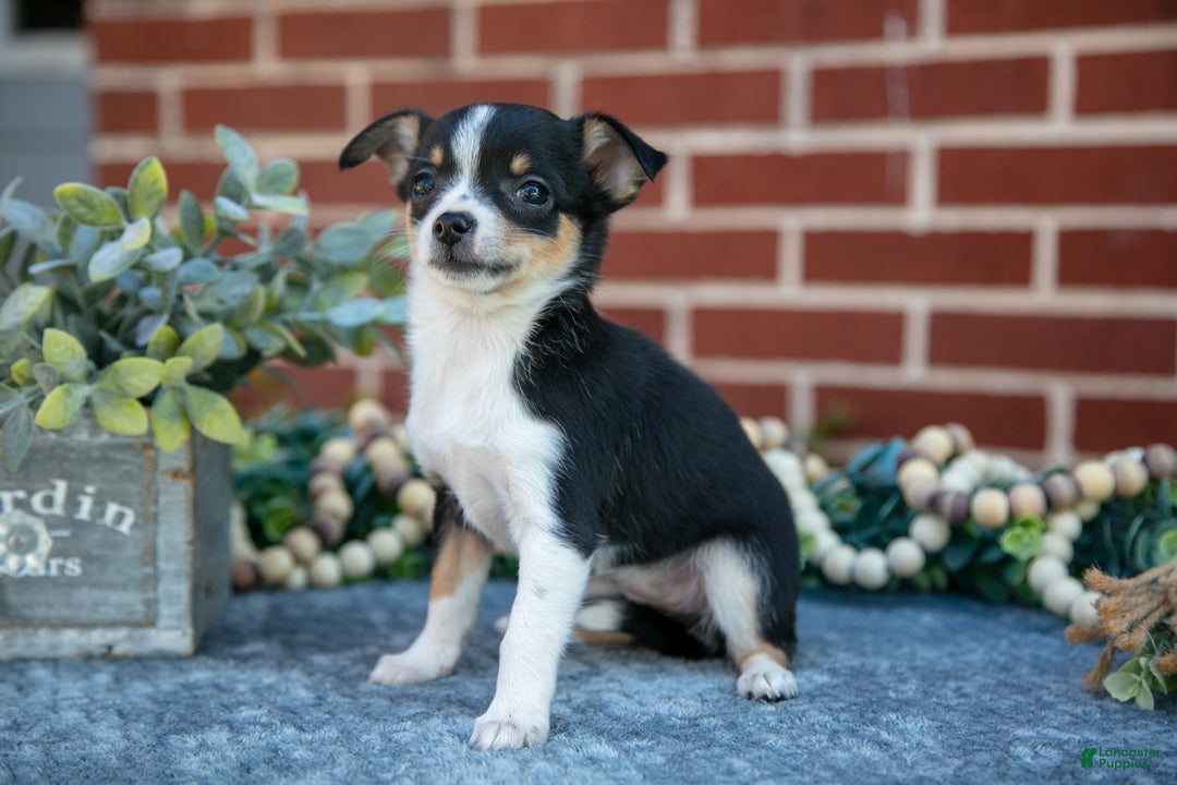 Chihuahua dogs for sale: Pansy - Ad 3
