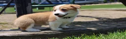 Welsh Corgi Pembroke dogs for sale: Zoey - Ad 10