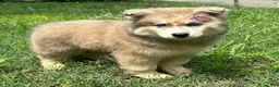 Siberian Husky dogs for sale: REYNA - Ad 15