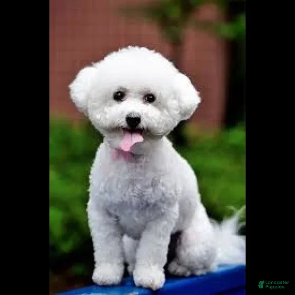 Teddy Bear dogs Blake - Ad 2
