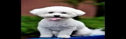 Teddy Bear dogs for sale: Cash  - Ad 4