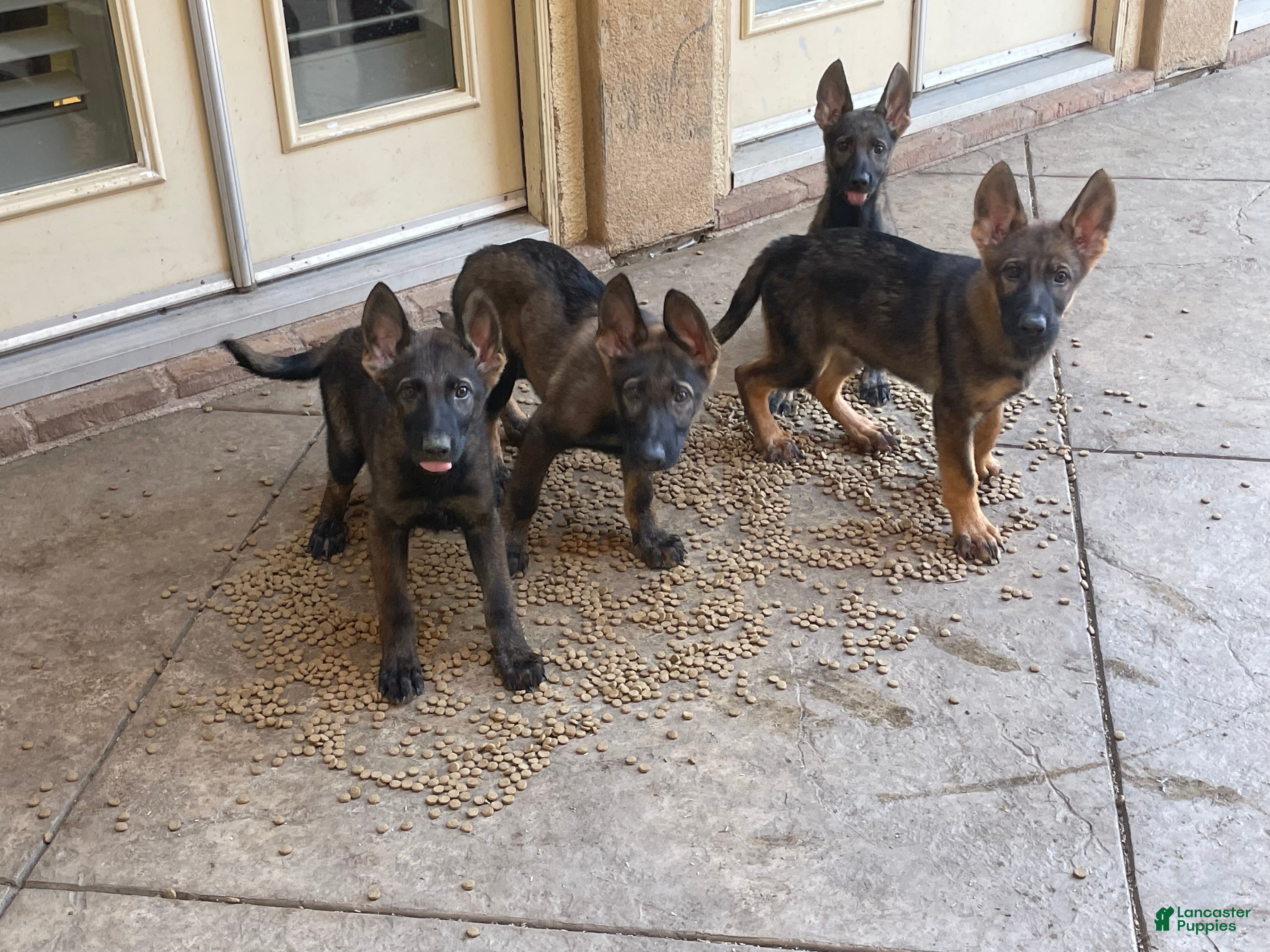 German Shepherd dogs for sale: German Shepherd 1 - Ad 2