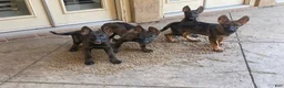 German Shepherd dogs for sale: German Shepherd 1 - Ad 2
