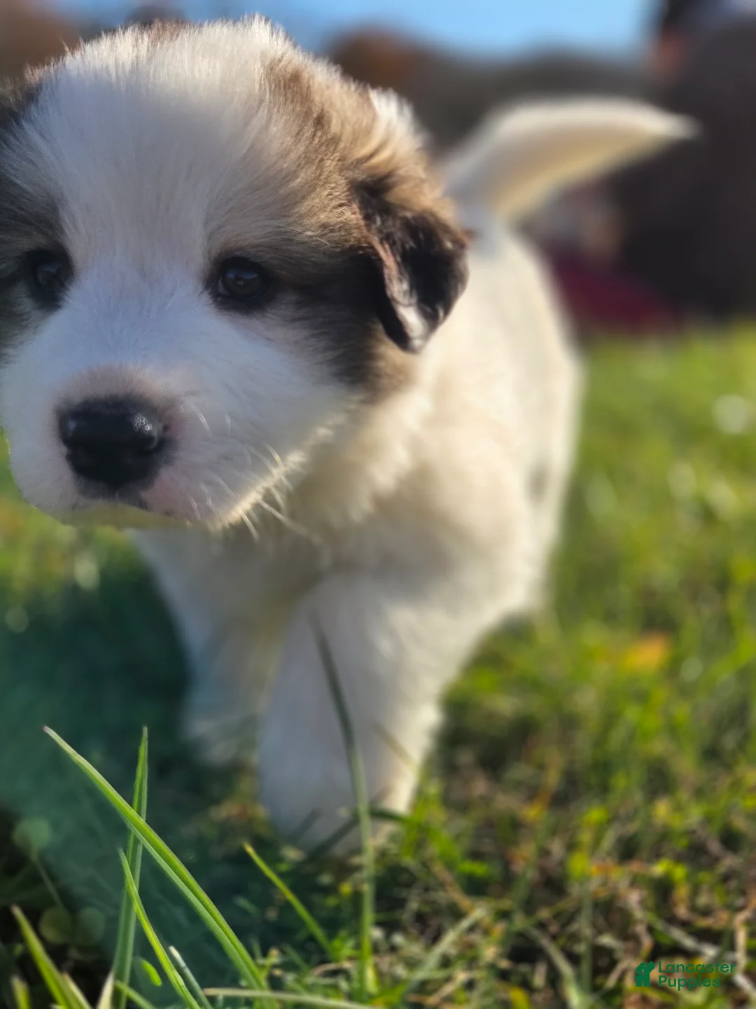 Great Pyrenees dogs for sale: Ralphie - Ad 8