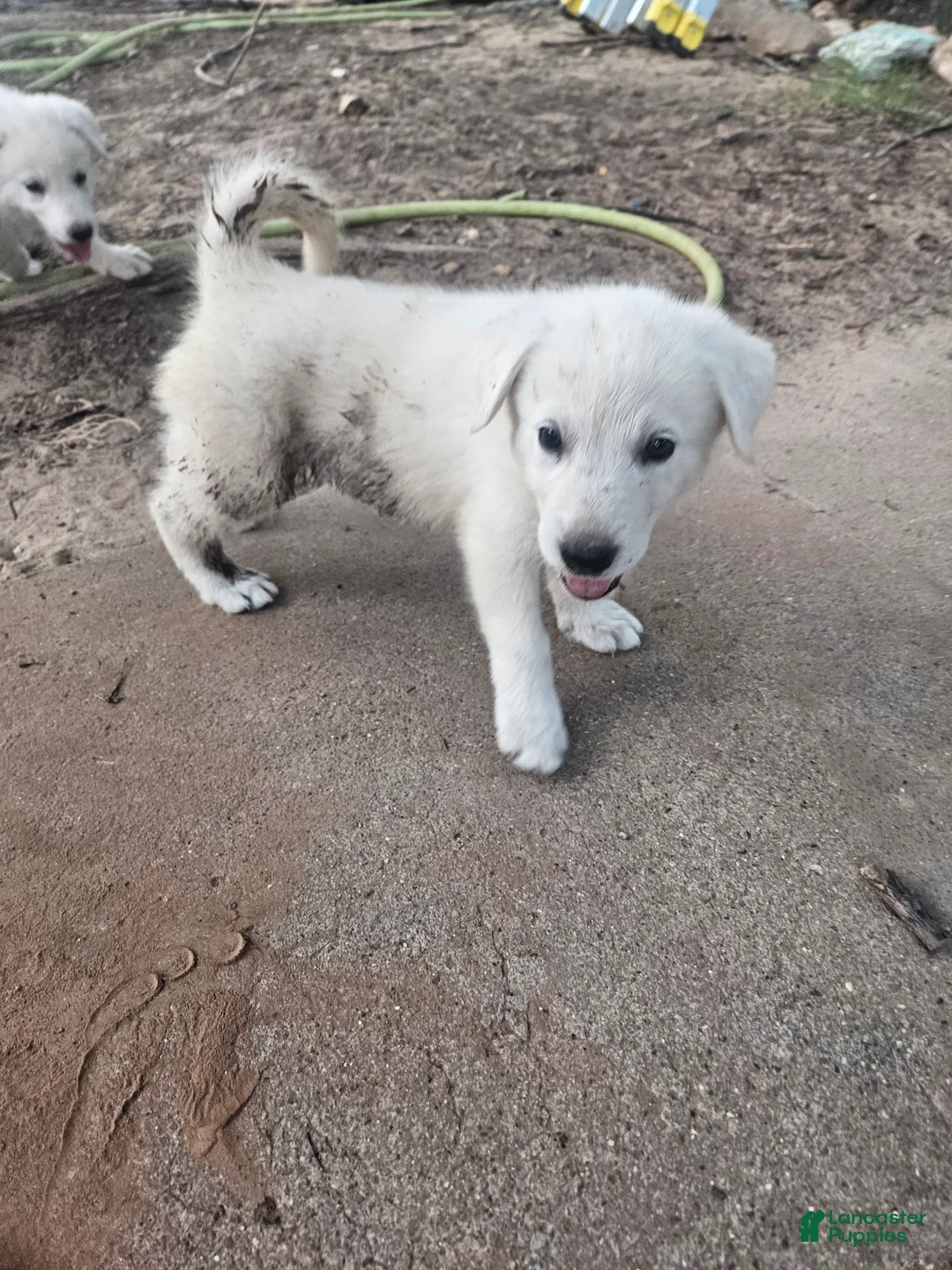 Mixed Breed dogs for sale: Mixed Breed 5 - Ad 2