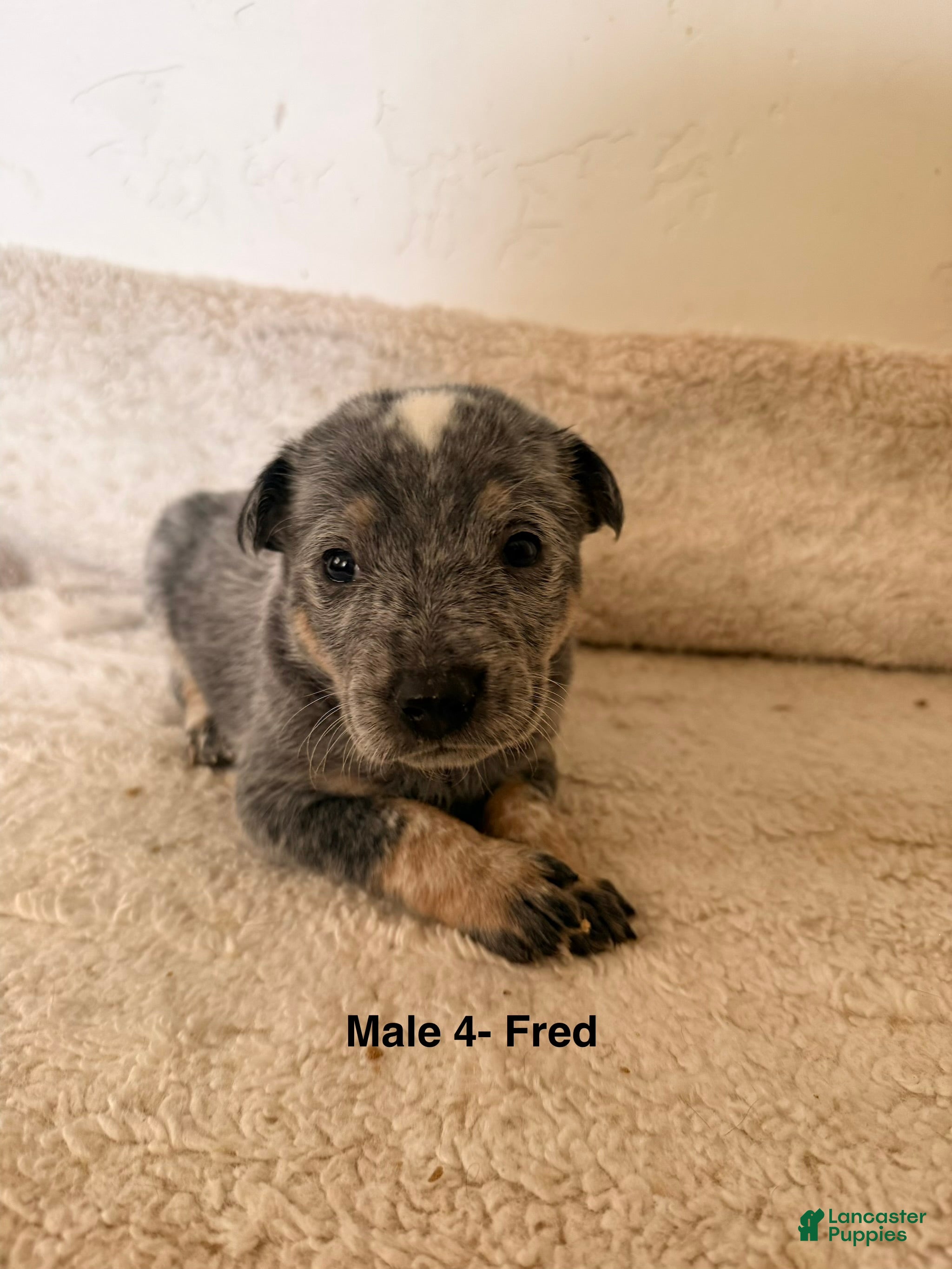 Australian Cattle Dog dogs Australian Cattle Dog 2 - Ad 5