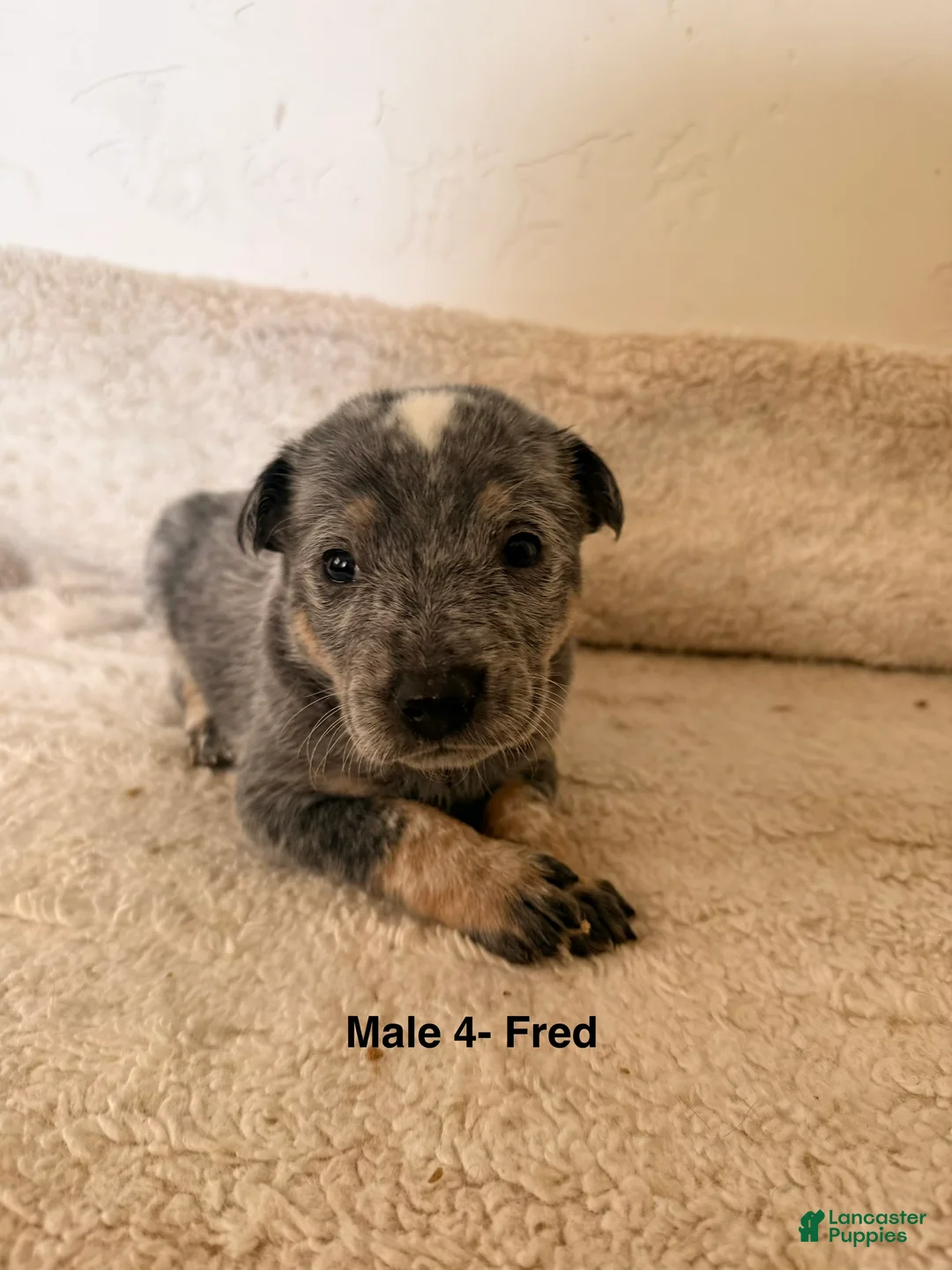 Australian Cattle Dog dogs for sale: Australian Cattle Dog 2 - Ad 1