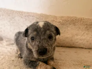 Australian Cattle Dog dogs Australian Cattle Dog 2 - Ad 5