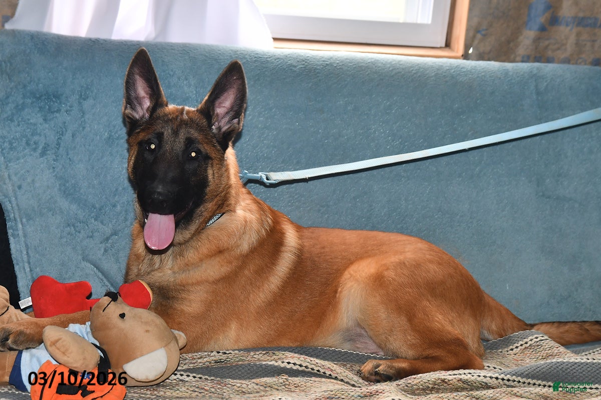 Belgian Malinois dogs Diesel - Ad 2