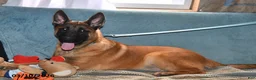 Belgian Malinois dogs for sale: Diesel - Ad 2