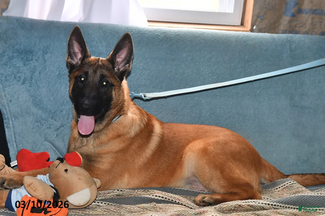 Belgian Malinois dogs for sale: Diesel - Ad 2