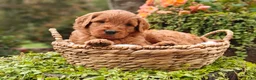 Goldendoodle dogs for sale: Chai - Ad 5