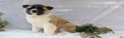 Akita dogs for sale: Trevor - Ad 32
