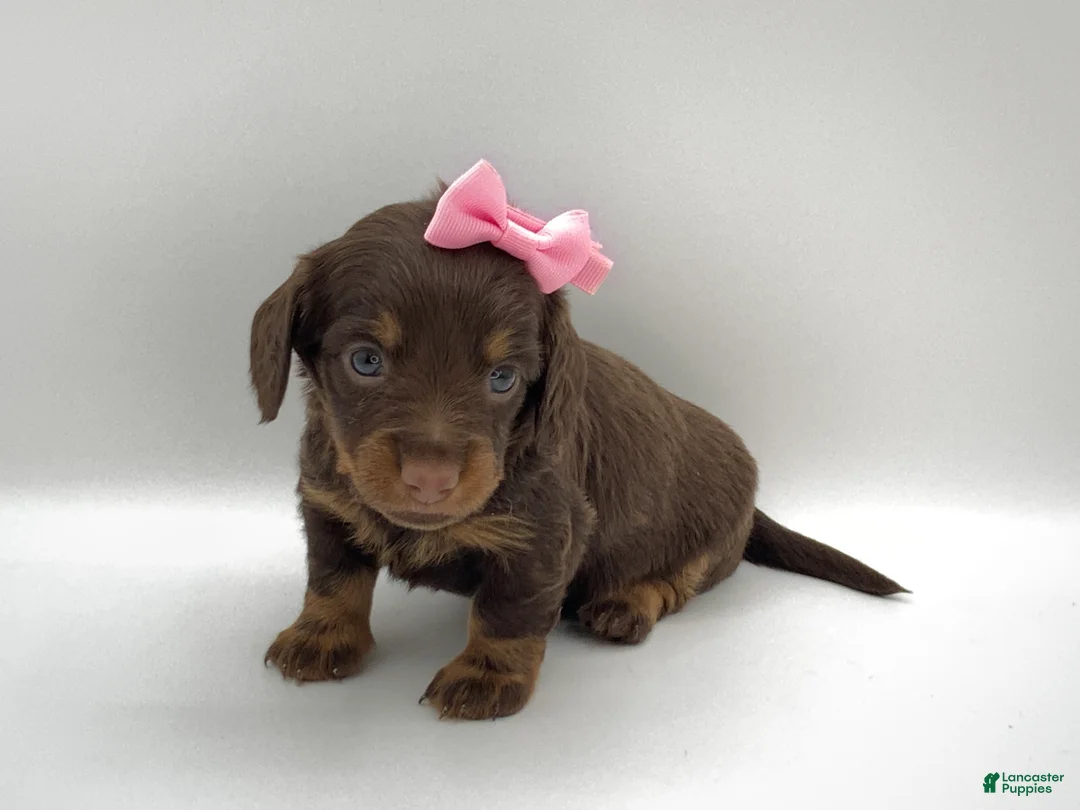 Miniature Dachshund dogs for sale: Kendra - Ad 6