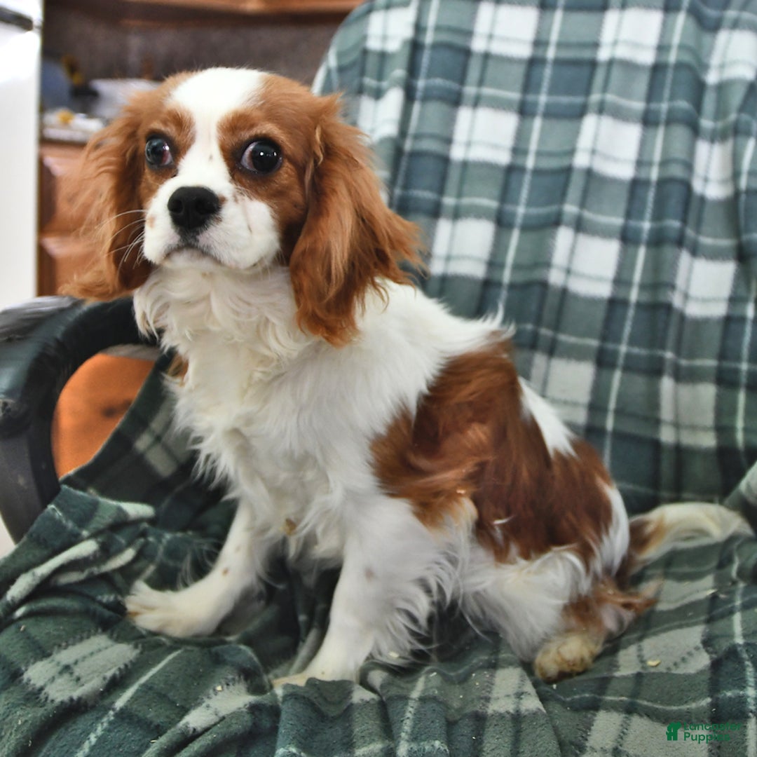 Cavalier King Charles Spaniel dogs for sale: Knight  - Ad 4
